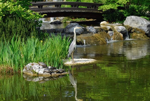 Grey heron in the Japanese garden
