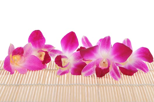 Orchids