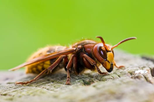 Hornet