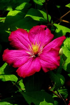 Clematis