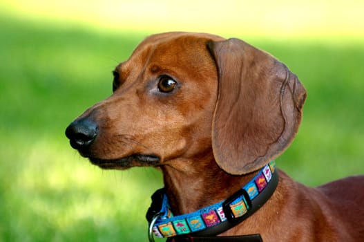 Short-haired dachshund