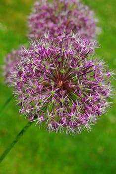 Allium