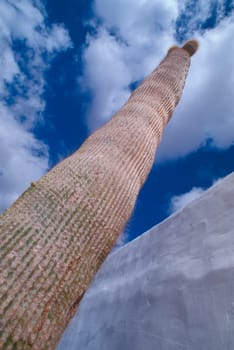 tall cactus