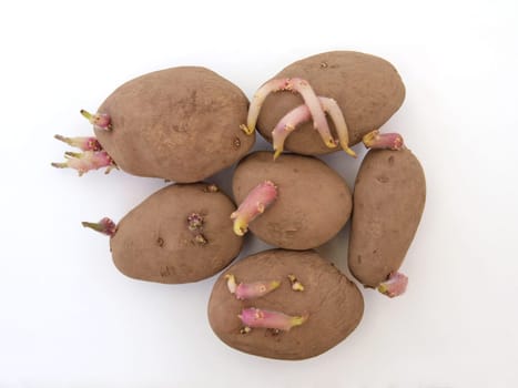 Organic seed potatoes