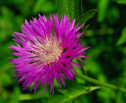 Meadow Flake Flower