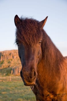Icelandic horse