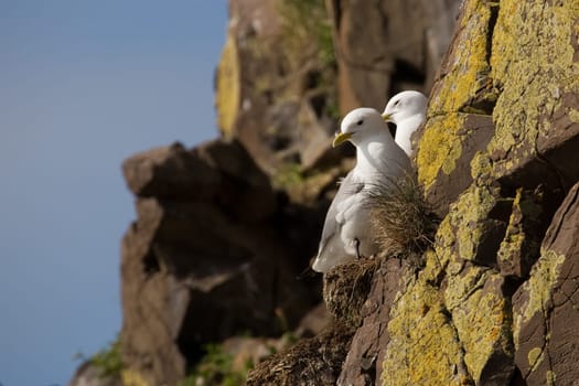 Kittiwakes