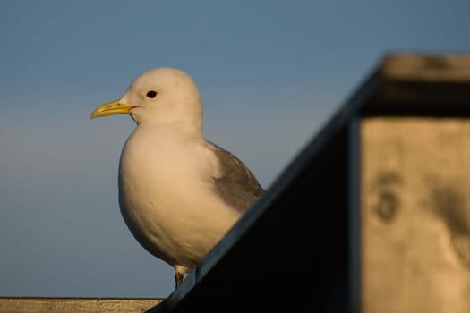Black-legged kittiwake