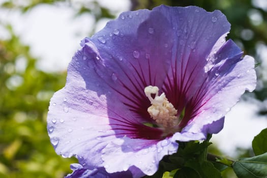 Blue flower of Hibiscus with raindrops