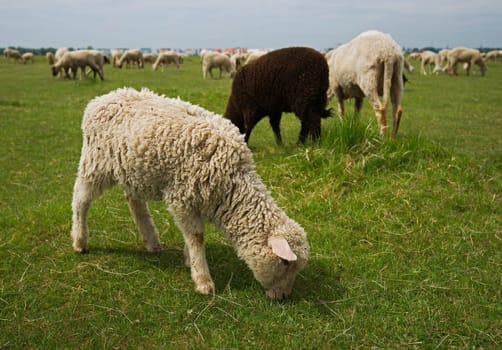 A lamb grazing