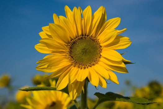 Sunflower