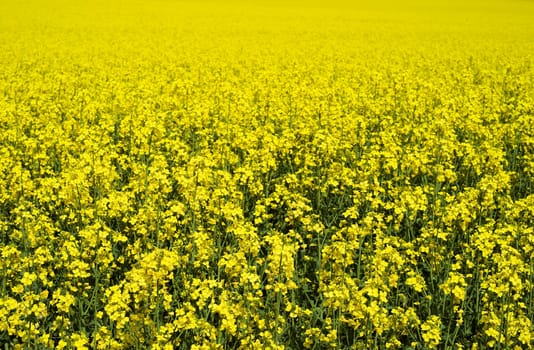 Yellow Sea of Flowers
