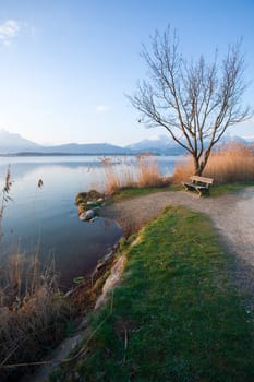 Reeds at the Hopfensee