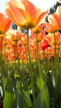 Tulips from a frog's eye view