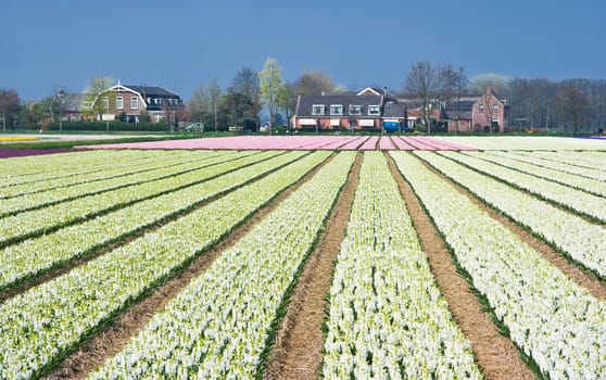 White and pink hyacinth fields with houses