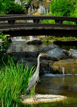 Grey heron in the Japanese garden