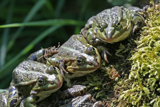 FrogTrio