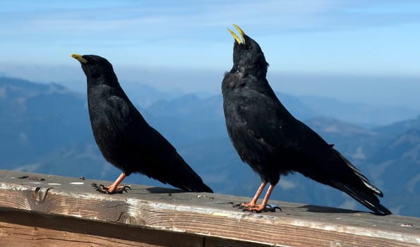 Alpine chough (Pyrrhocorax graculus)