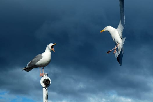 Herring gull in flight
