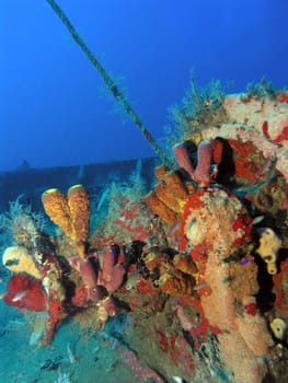 colorfully overgrown shipwreck