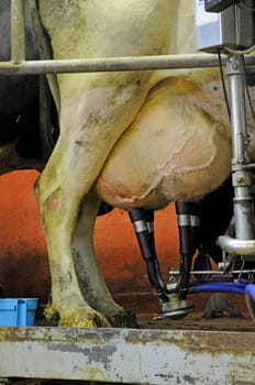 Milking parlour