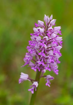 An orchid from Switzerland