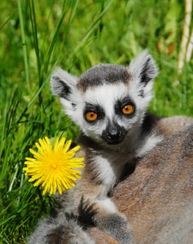 Ring-tailed lemur baby