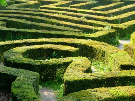 Maze