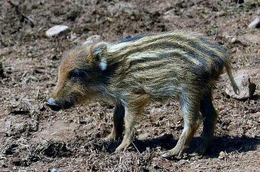 young boar