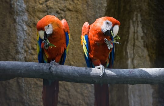 Two red parrots eating