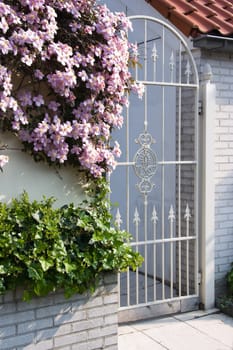 White wrought iron gate with clematis flowers