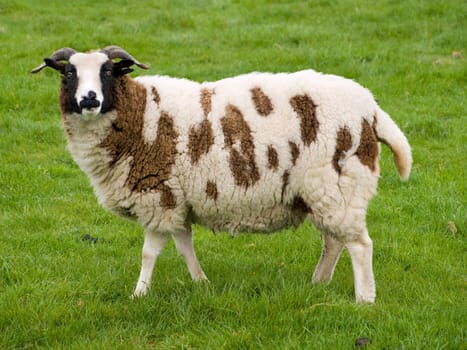 Brown and White sheep