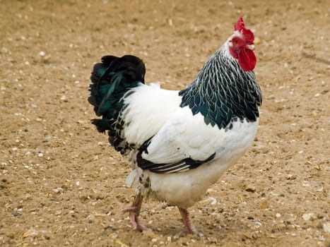 Chicken