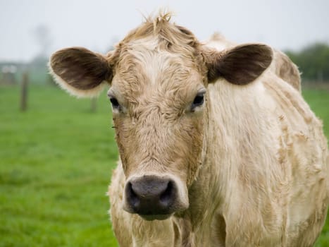Cow close up