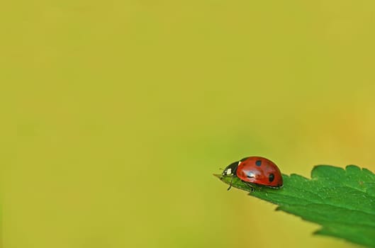Ladybird