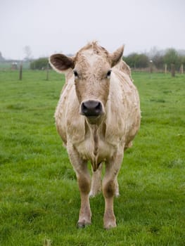 Cow close up