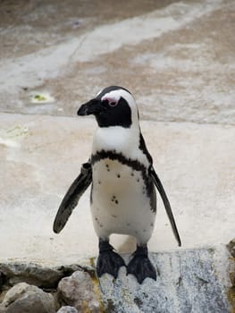penguin