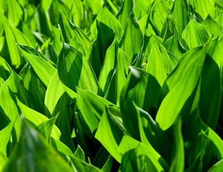 Lily of the valley