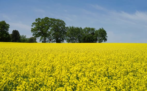 Rapeseed landscapes in Bavaria