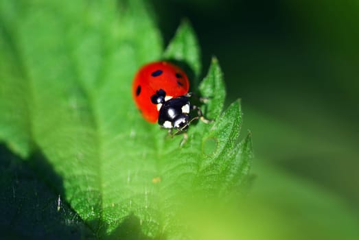 7-Point Ladybug