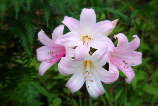 Does anyone here know anything about flowers and can tell me what kind of flower this is?