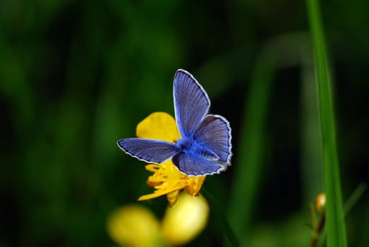 Blue on buttercup