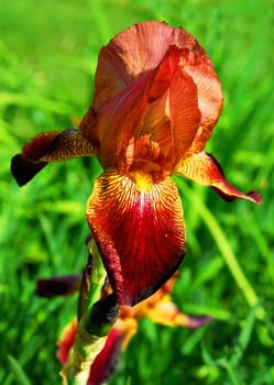 iris