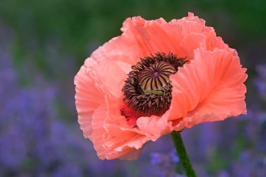 Papaver orientale