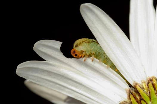eat away at the leaves
