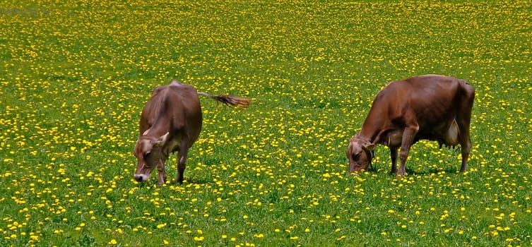 Cow pasture