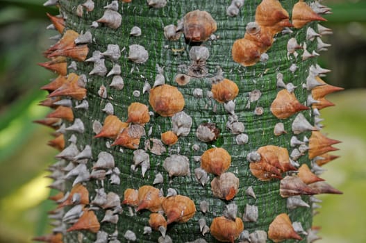 Bark of Ceiba