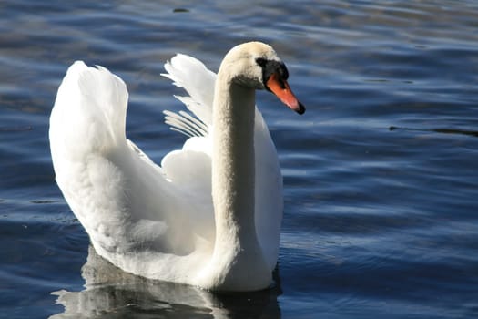 Swan