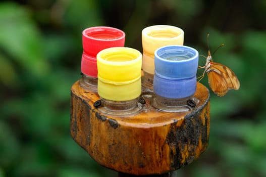 Different coloured feeding containers of a butterfly feeder
