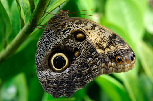 Butterfly Owl Butterfly,Caligo memnon
